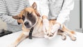 Doctor hoding on dogÃ¢â¬â¢s leg in pet clinic healthcare Royalty Free Stock Photo